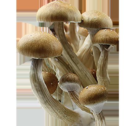 Psilocybe Cubensis Spores India Odisha (Orissa) Imprimer